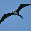Magnificent Frigatebird